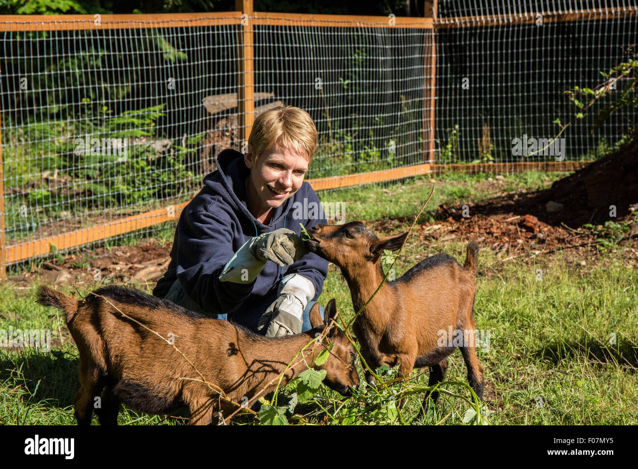 Alimentazione donna blackberry vitigni di bush al suo 11 settimane vecchio Oberhasli capre, che essi considerano un trattamento in Issaquah, Washington Foto Stock