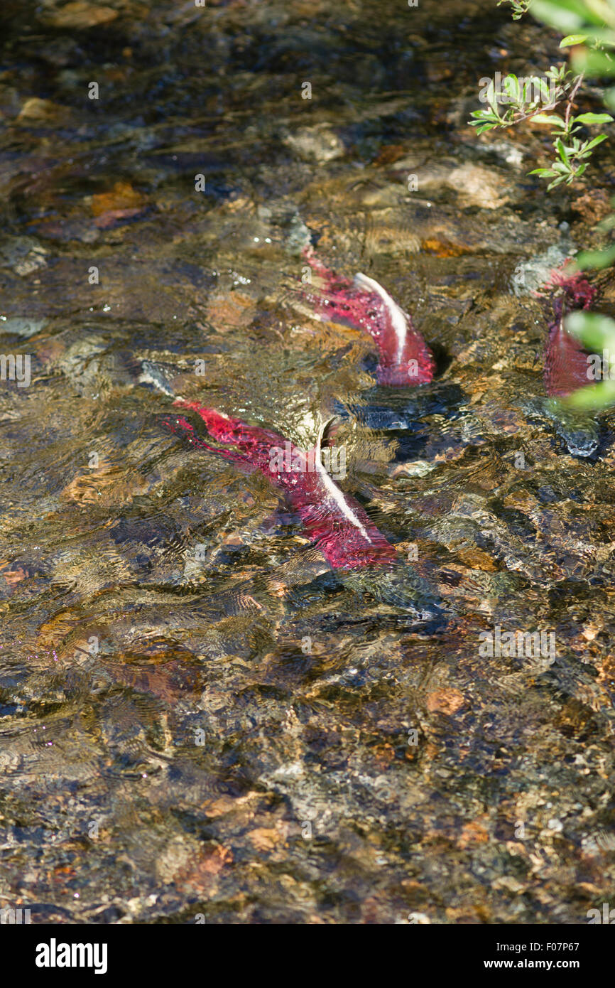 Testa di salmone nel flusso per l ultima volta nella loro vita Foto Stock
