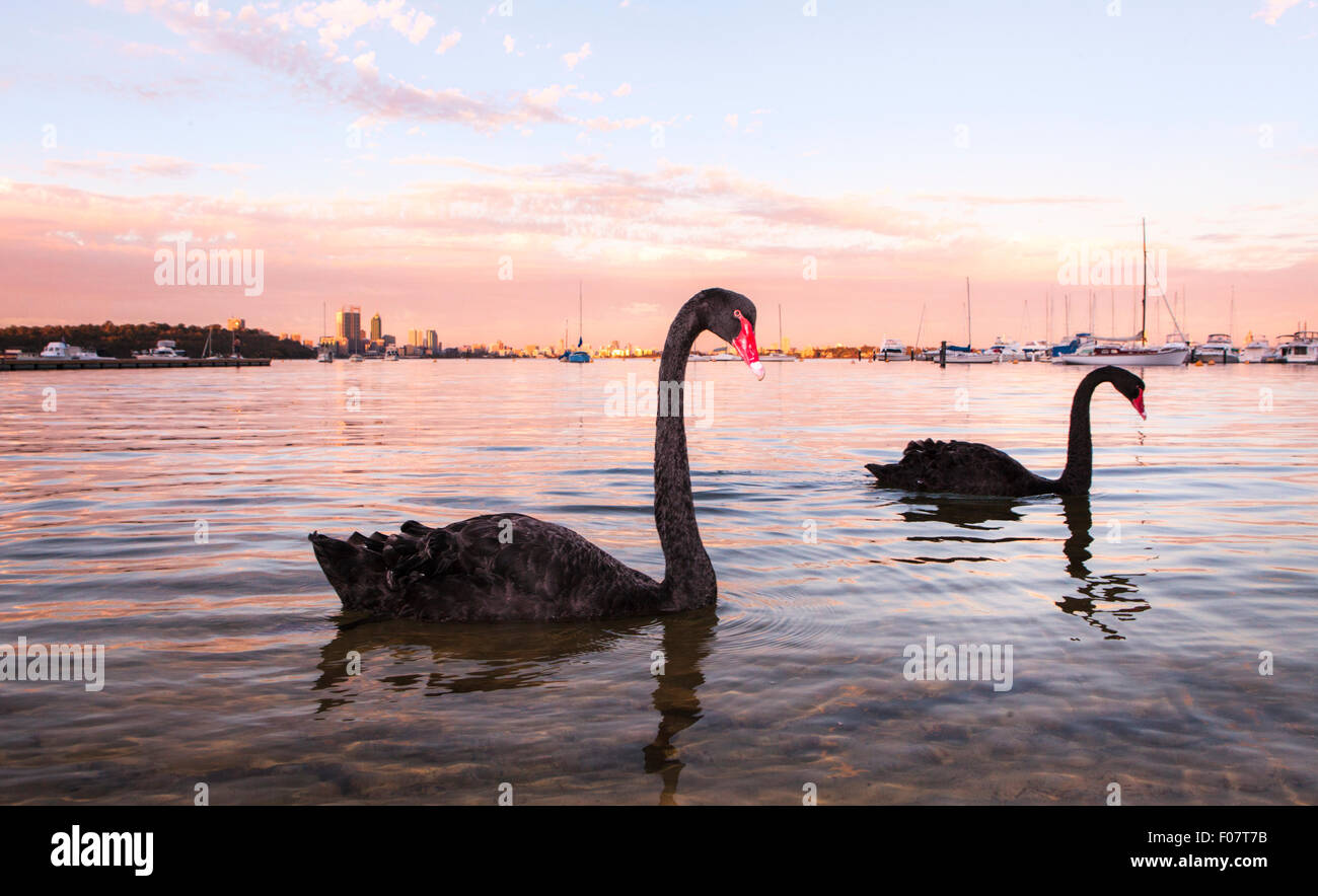 Cigni neri ( Cygnus atratus ) sul Fiume Swan a Matilda Bay riserva al tramonto con la città di Perth in distanza. Australia Foto Stock