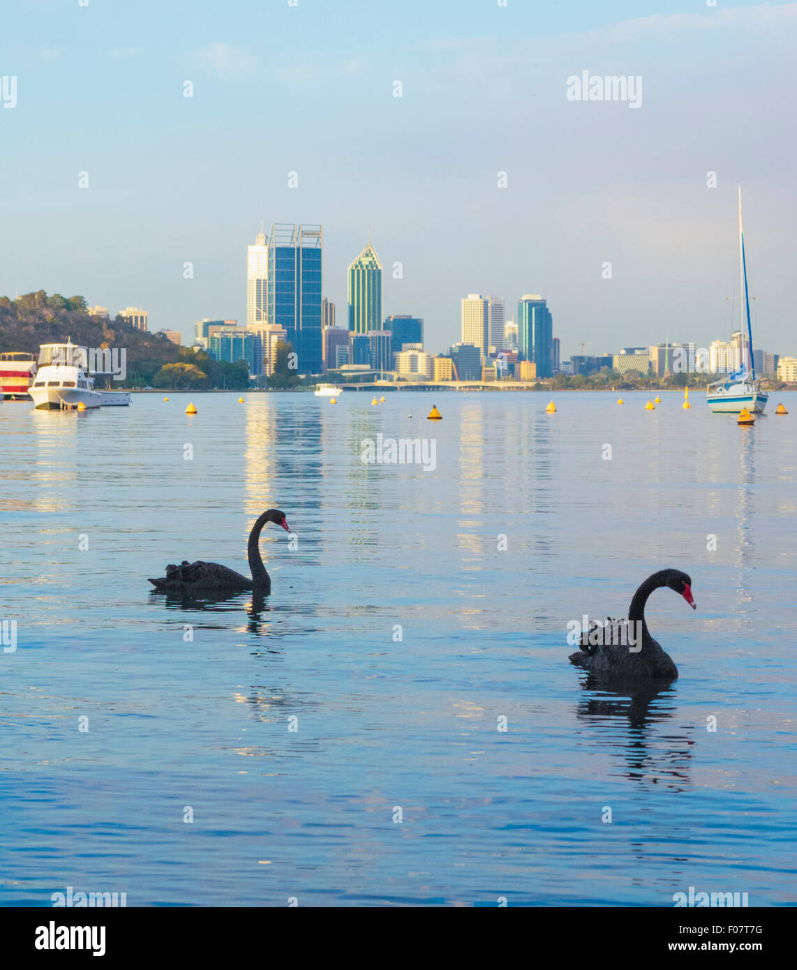 Cigni Neri (Cygnus atratus) sul Fiume Swan a Matilda Bay riserva con la città di Perth in distanza. Australia occidentale Foto Stock