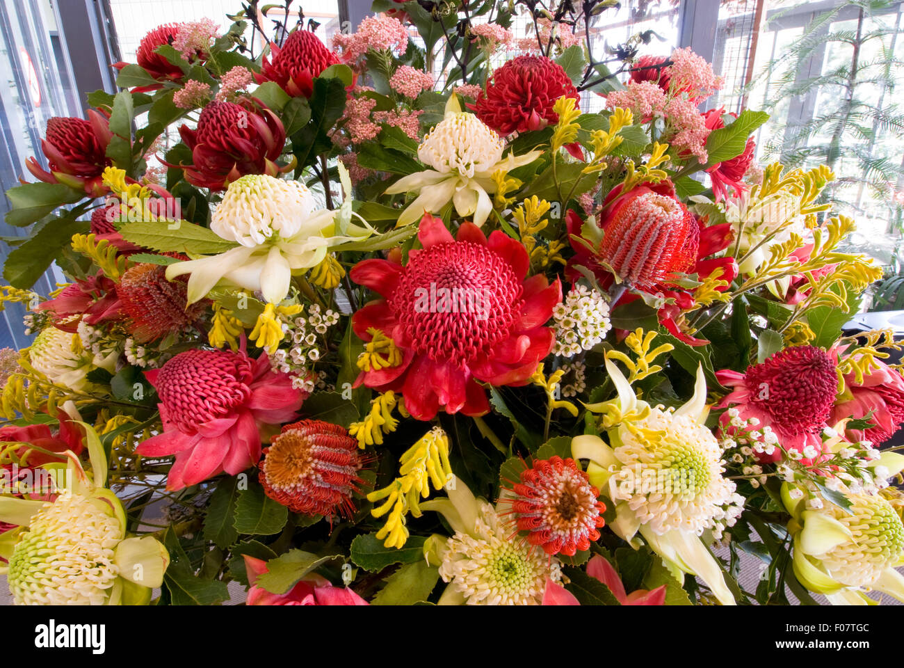Un assortimento di nativi fiori australiani (Waratahs, canguro zampe e Banksia) Foto Stock