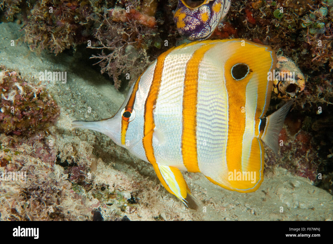 Fatturati Coralfish (Chelmon rostratus) Foto Stock