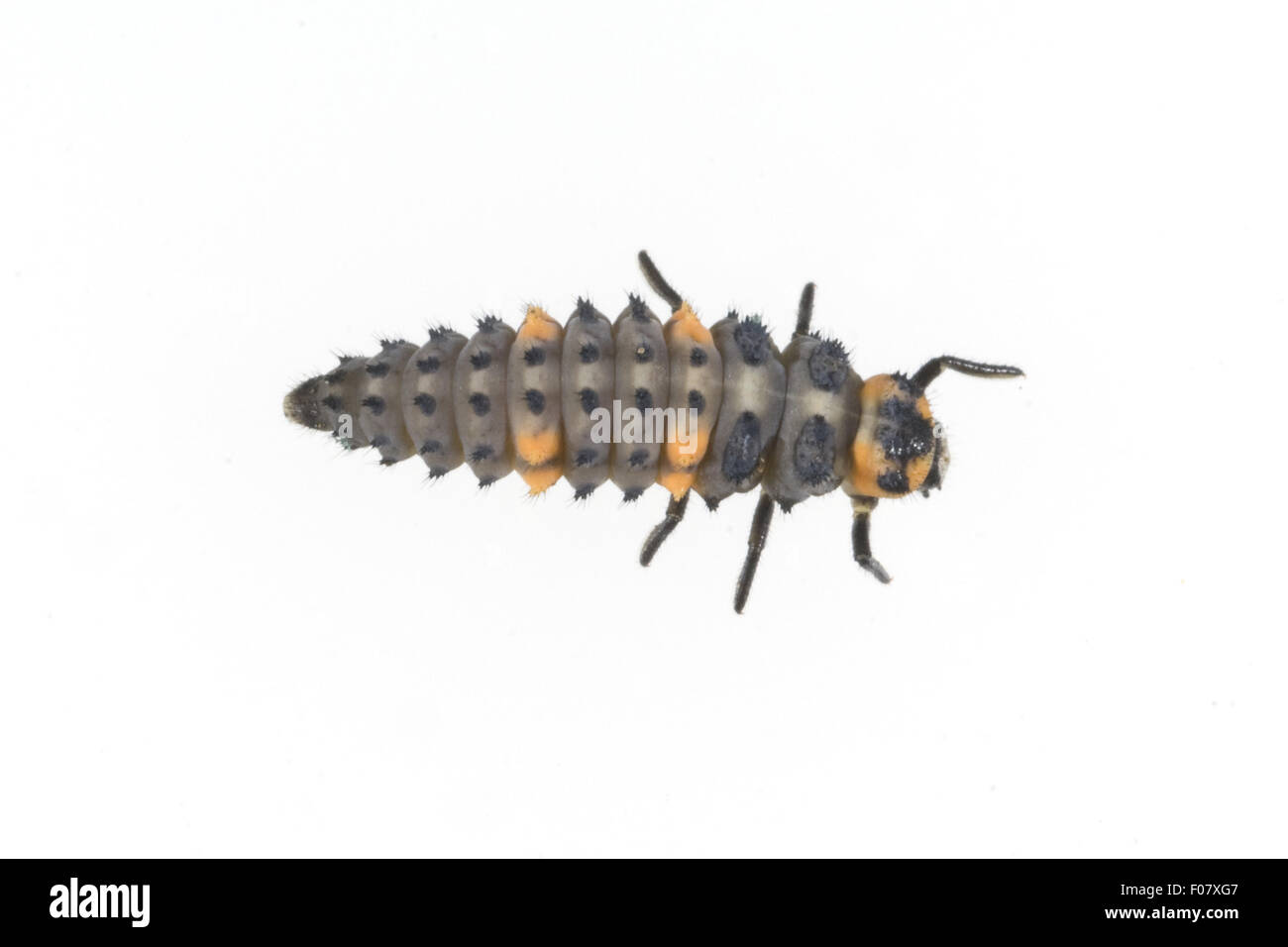 Marienkaeferlarve, Coccinella semptempunctata Foto Stock