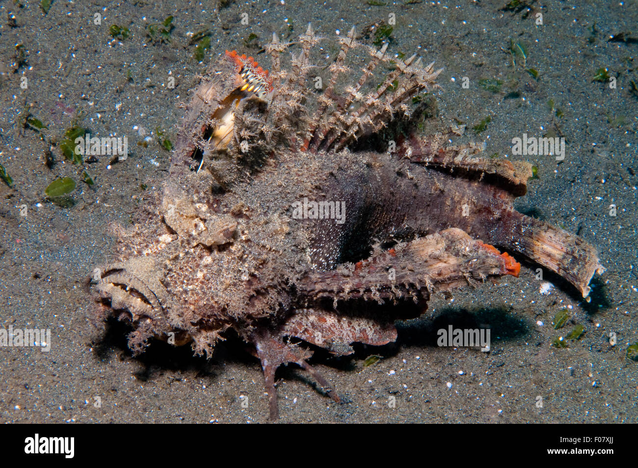 Devilfish spinosa (Inimicus didactylus) Foto Stock