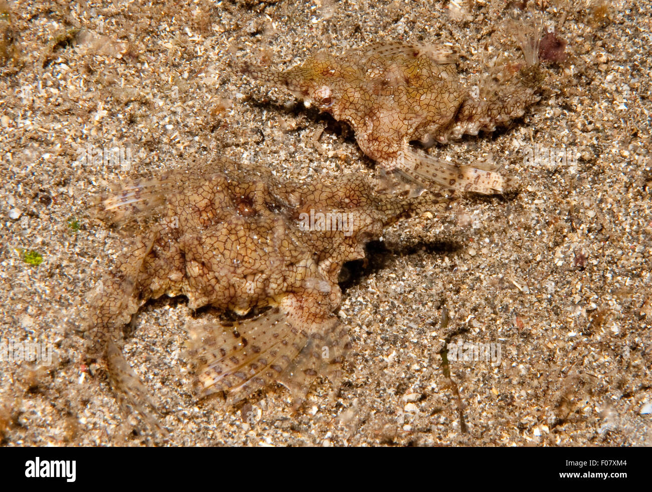 Dragon Mare Tarma (Eurypegasus draconis), Manado, Nord Sulawesi, Indonesia Foto Stock