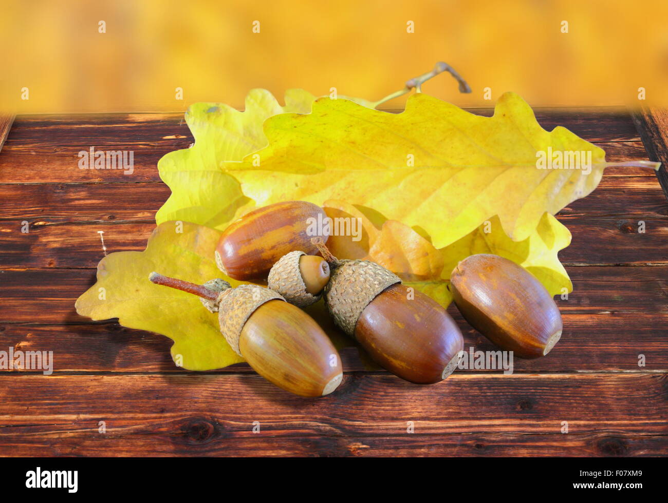 Ghiande e rovere dorato di foglie in autunno bello e mite impostazione Foto Stock