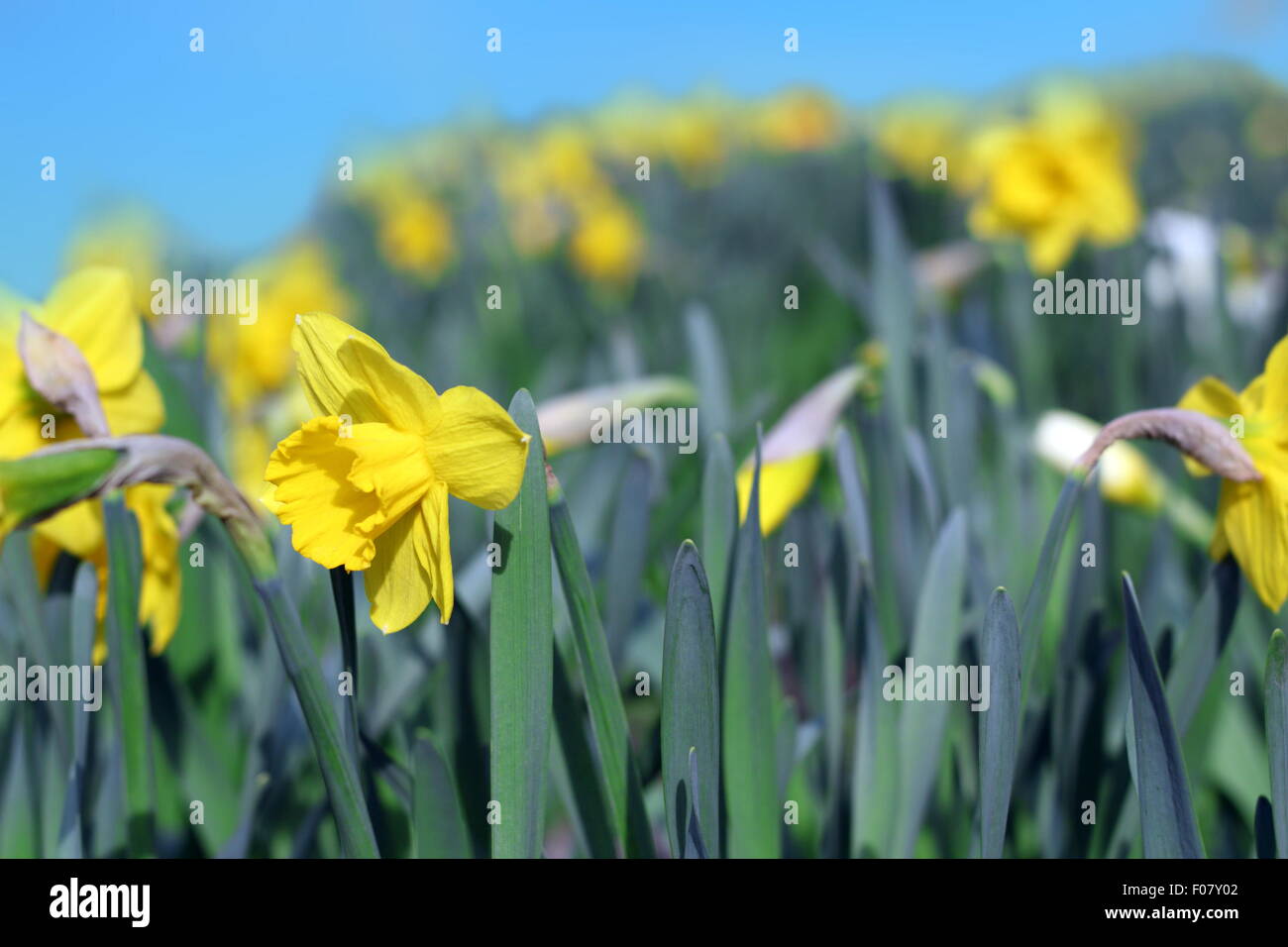 Gruppo di narciso giallo in giardino Foto Stock
