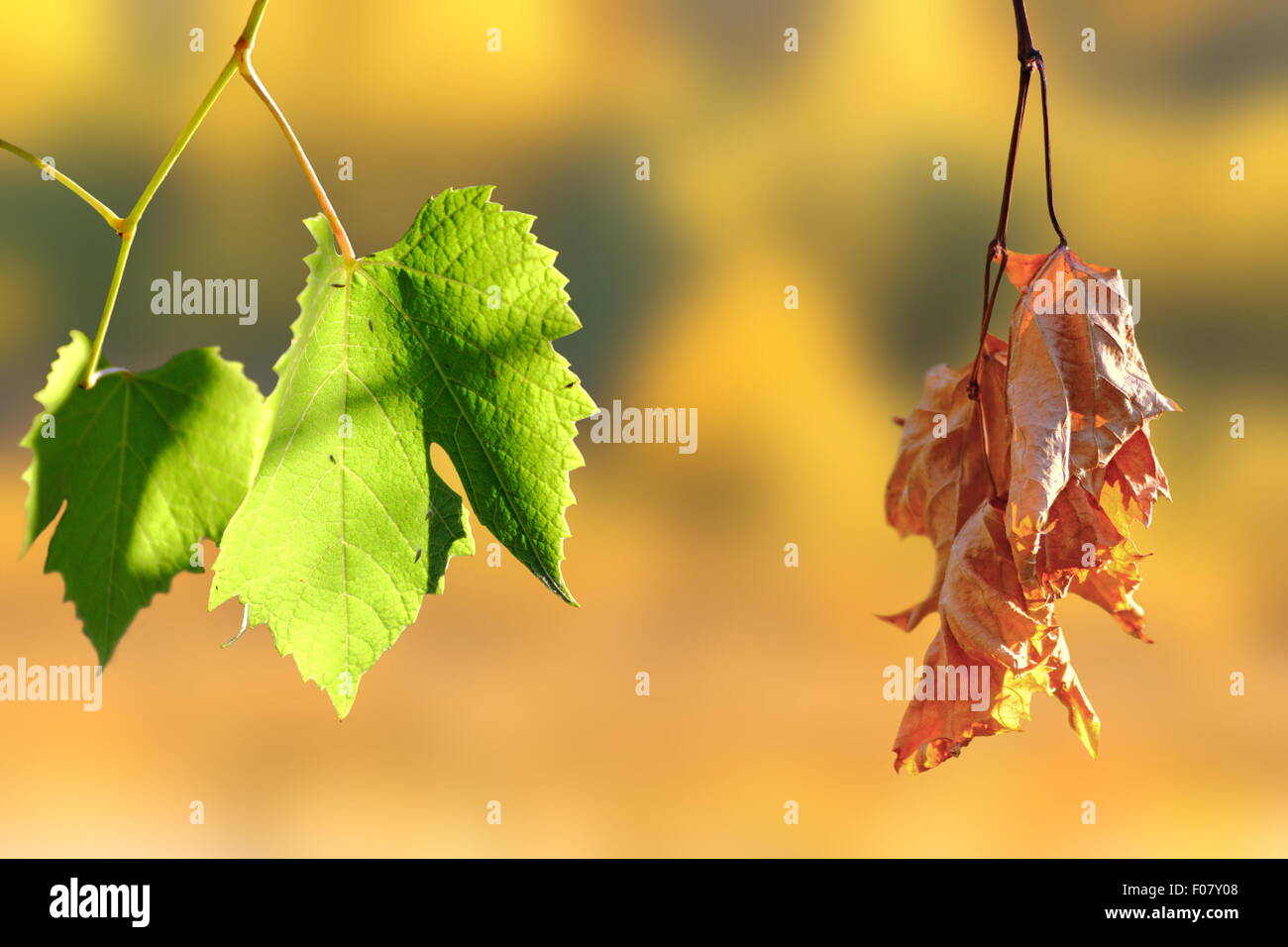 Concetto di vita e di morte - due foglie in vigna su sfondo di autunno Foto Stock