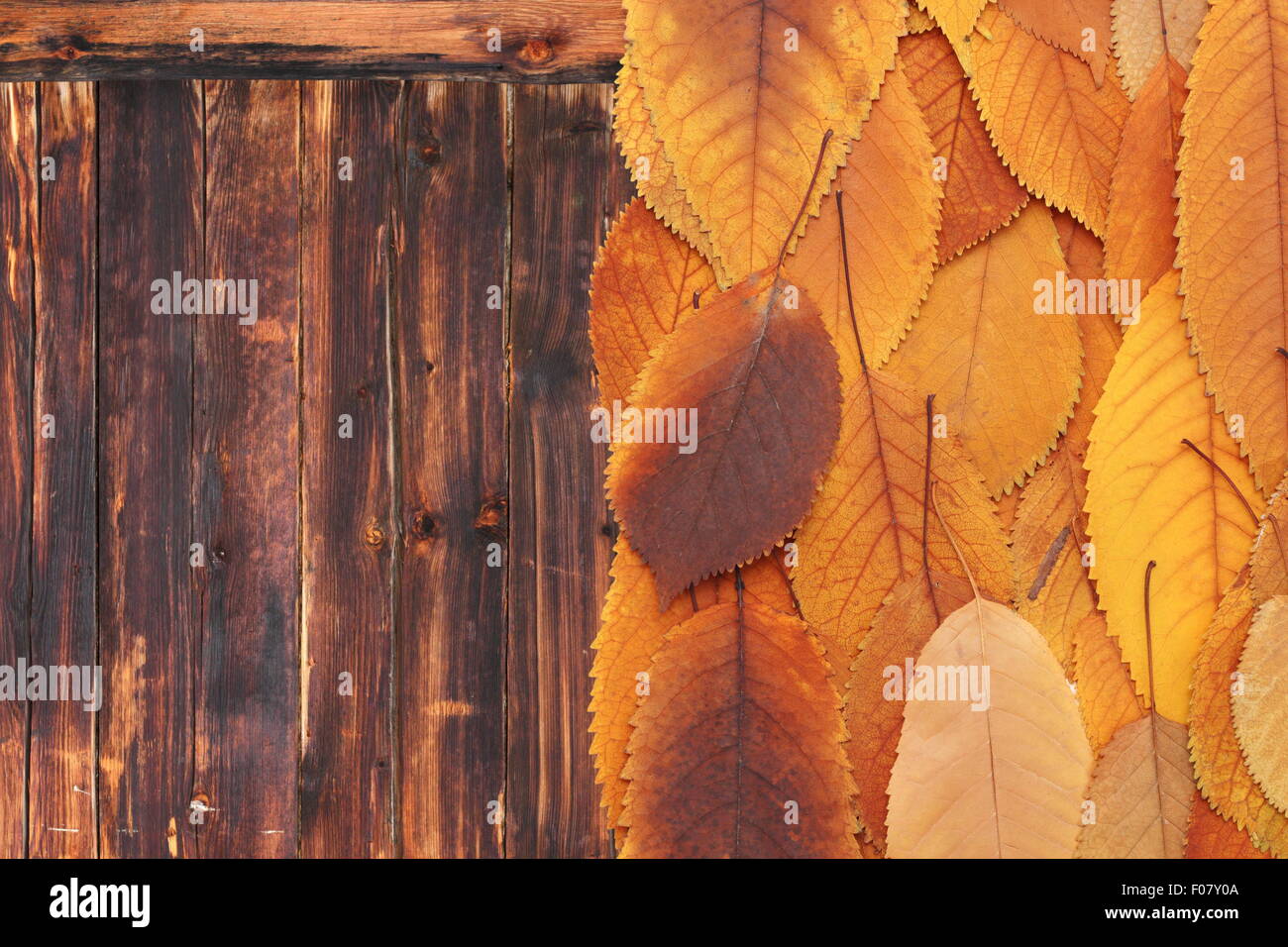 Bel colore arancione cherry lascia su di un tavolo di legno Foto Stock