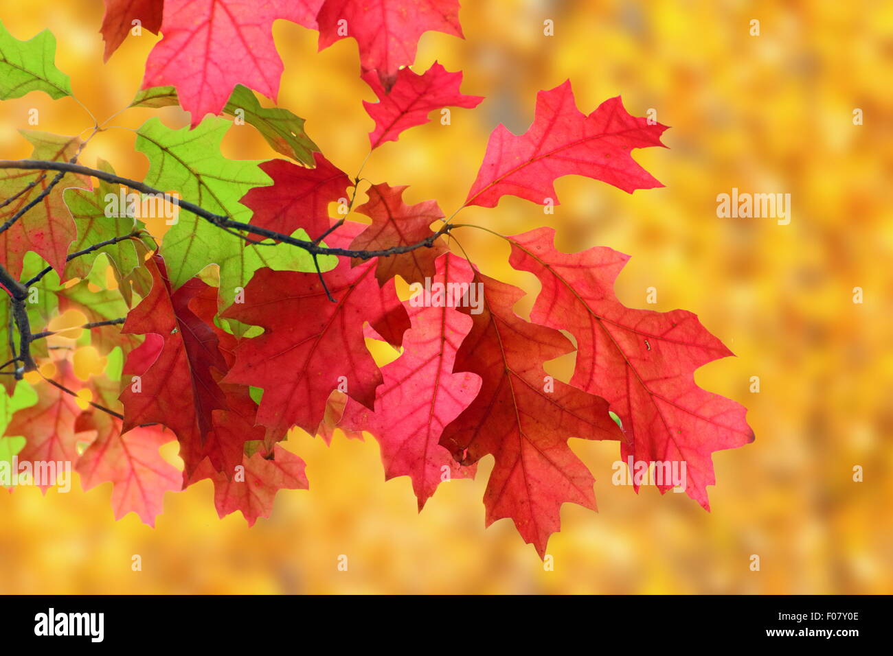 Bella sbiadito foglie rosse nella struttura ad albero su orange autunno sfondo della foresta Foto Stock