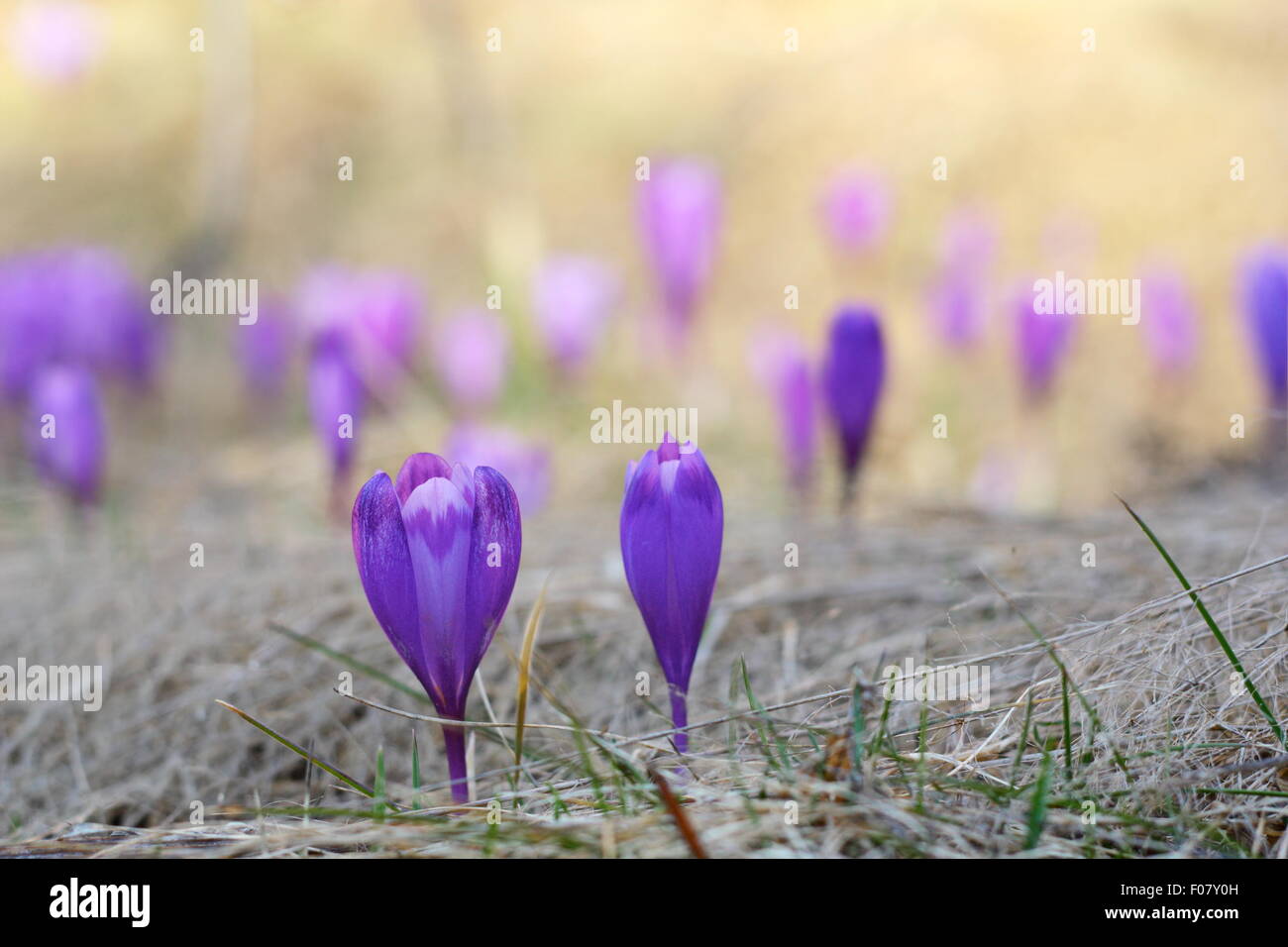 Dettaglio della molla fiori selvatici - crocus sativus - cresce in aprile Foto Stock