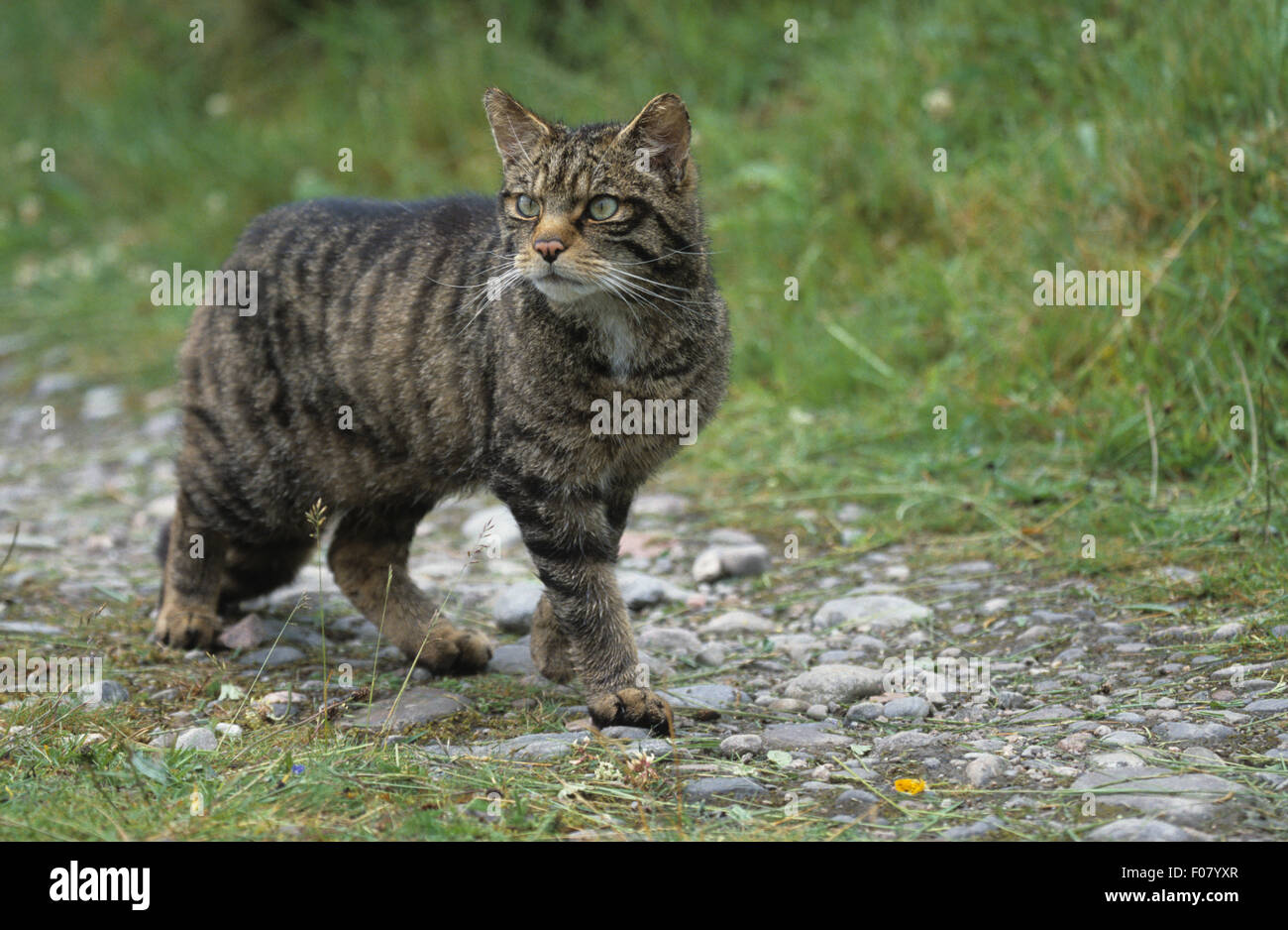 Scottish Wildcat nel profilo guardando indietro a sinistra bassa permanente sulla pietra percorso coperto in foresta Foto Stock