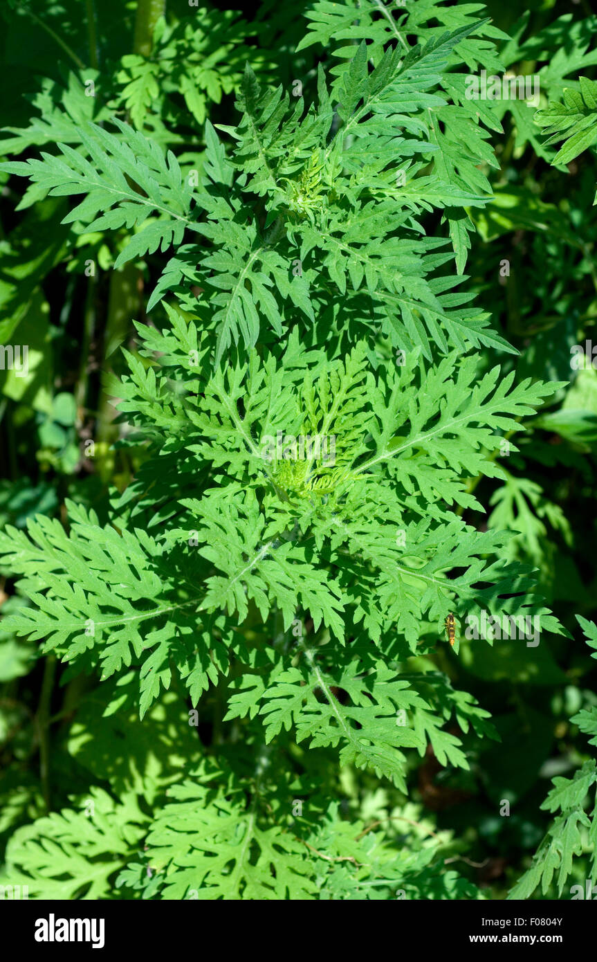 Ambrosiabluete,, Ambrosia artemisiifolia, Aufrechtes, Traubenkraut, Foto Stock