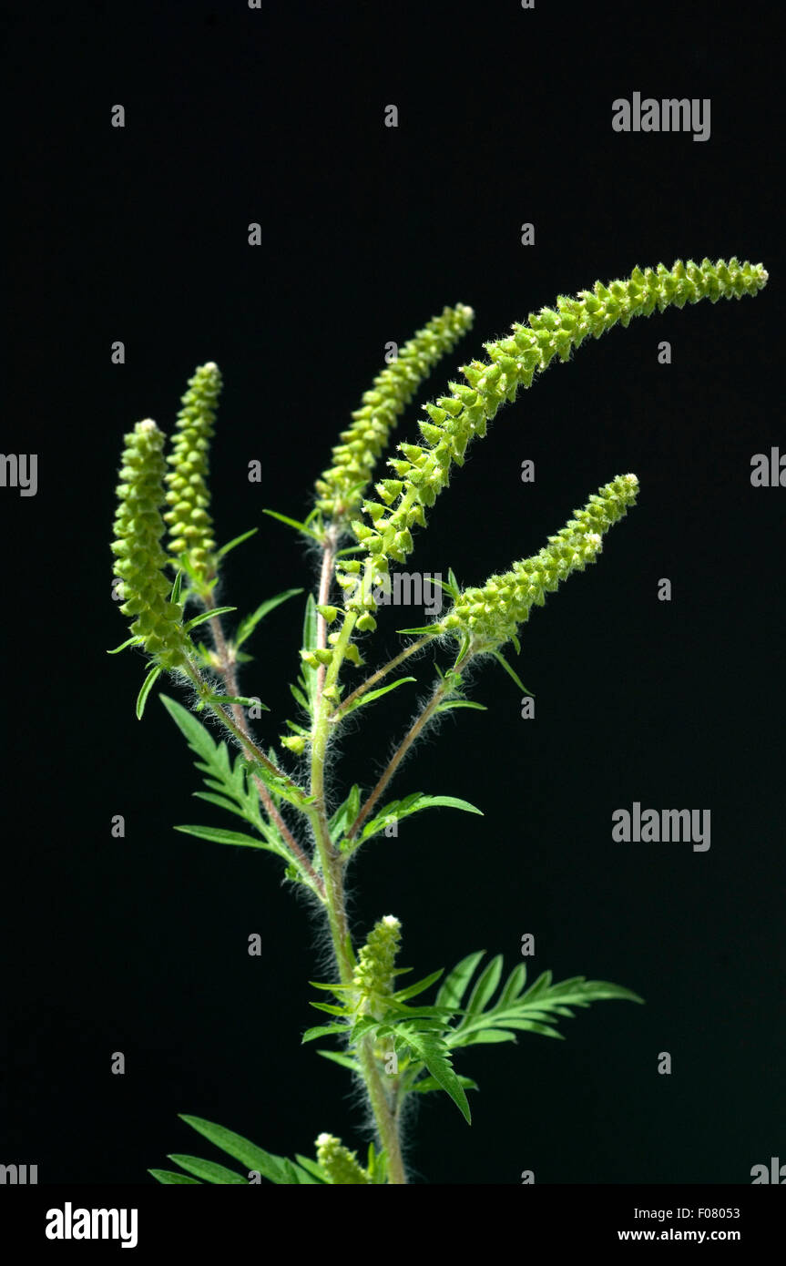 Ambrosiabluete,, Ambrosia artemisiifolia, Aufrechtes, Traubenkraut, Foto Stock