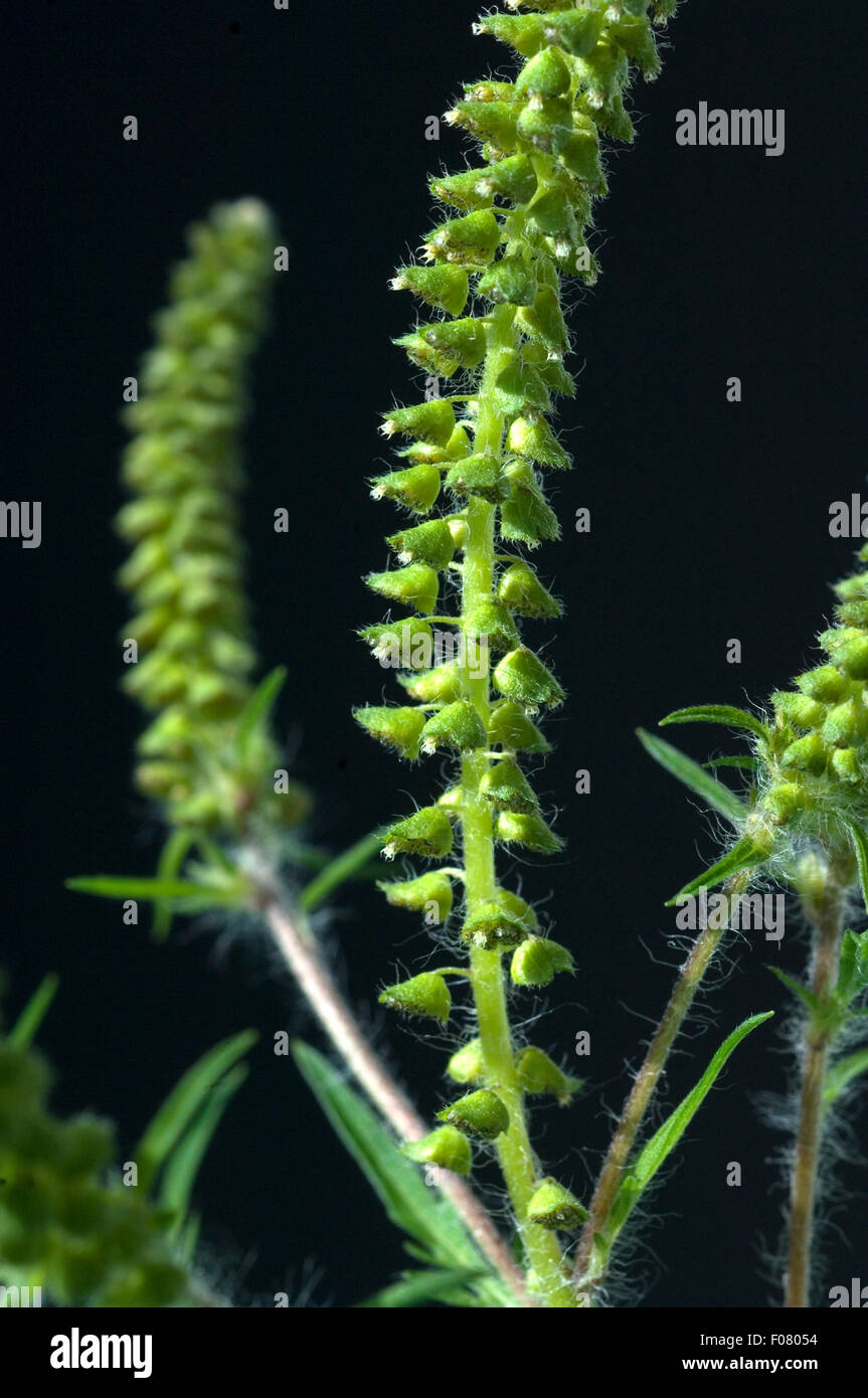 Ambrosiabluete,, Ambrosia artemisiifolia, Aufrechtes, Traubenkraut, Foto Stock