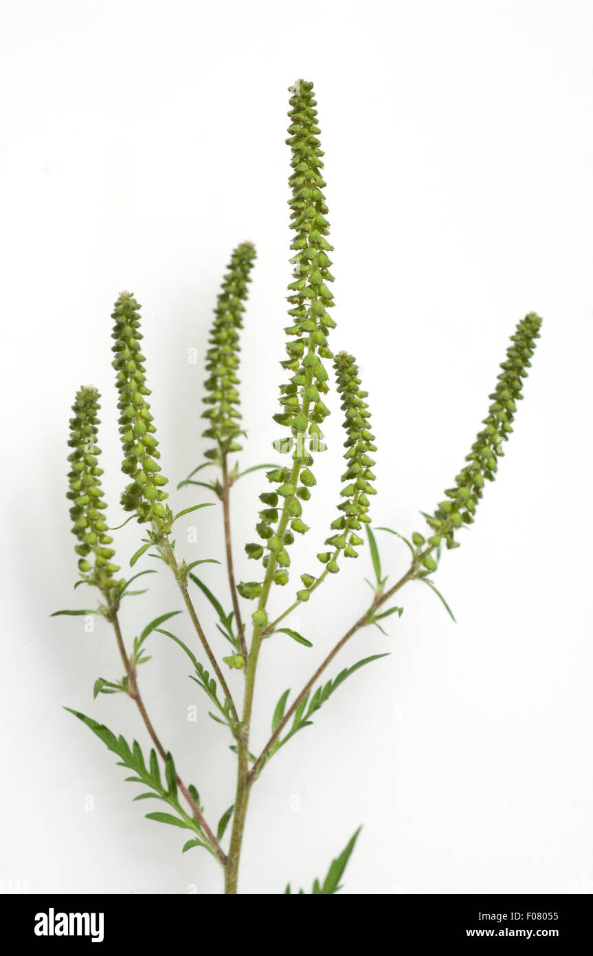 Ambrosiabluete,, Ambrosia artemisiifolia, Aufrechtes, Traubenkraut, Foto Stock