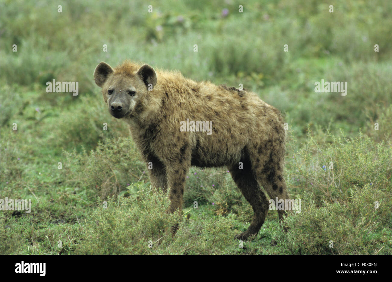 Spotted Hyaena in piedi di profilo su una piccola banca nel sottobosco aperto sul Serengeti guardando la fotocamera Foto Stock