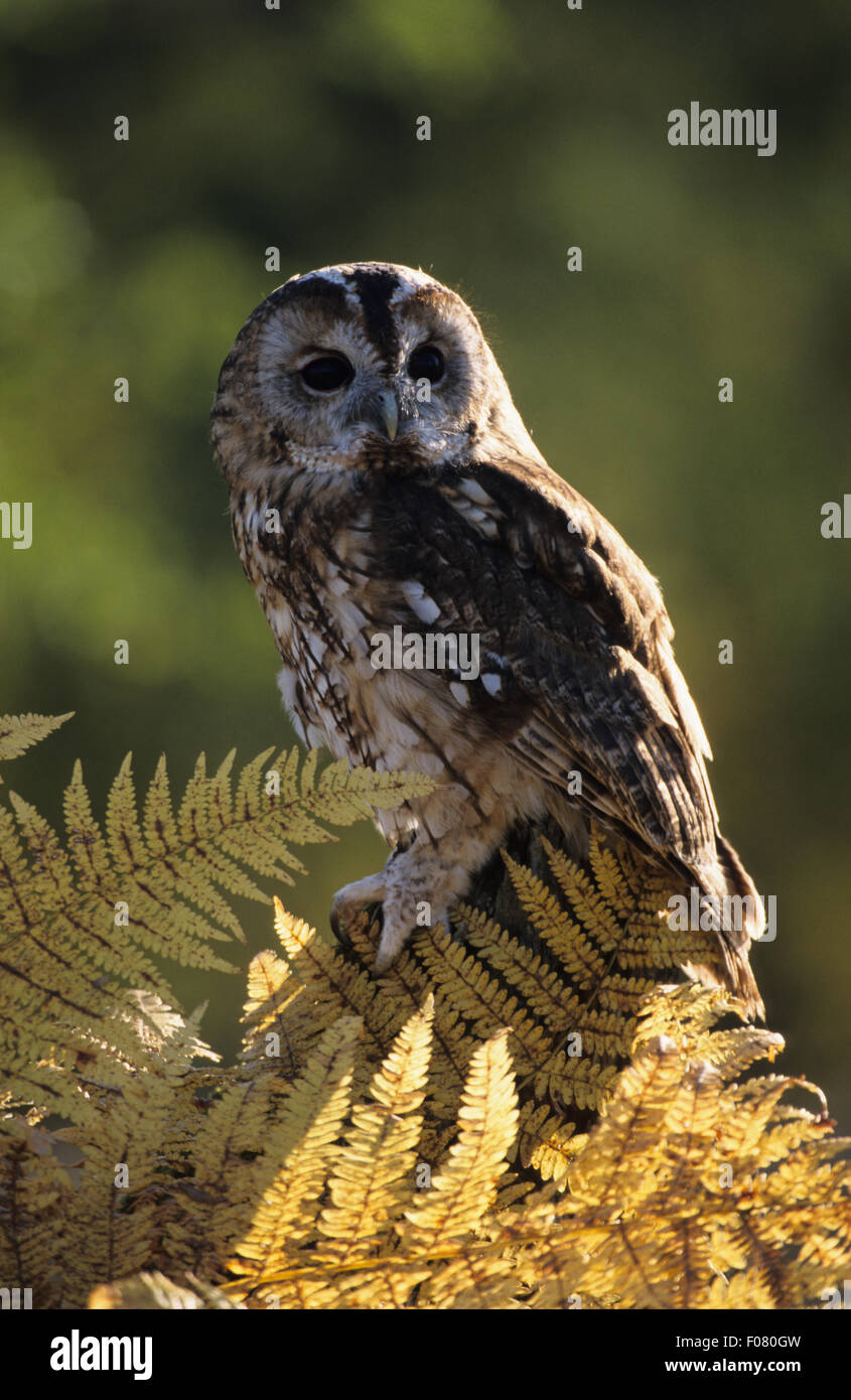 Allocco Captive in profilo cercando di fronte appollaiato su un vecchio ceppo di albero dietro golden bracken Foto Stock