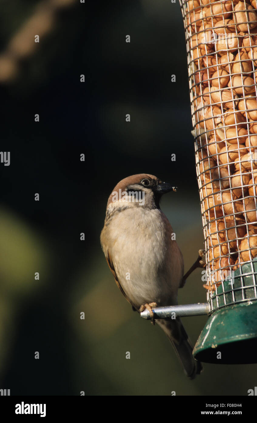 Tree Sparrow preso dal davanti guardando a destra appollaiato sulla barra di un alimentatore di arachidi in un giardino Foto Stock