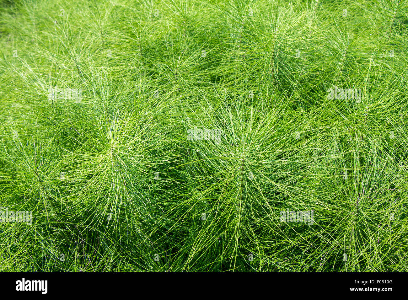 Campo Equiseto piante come uno sfondo verde Foto Stock