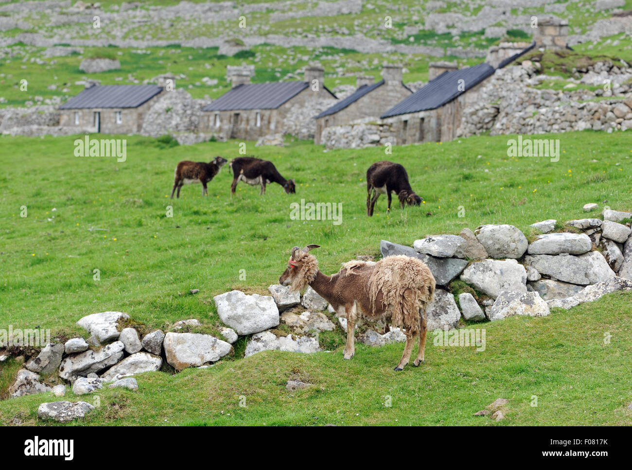 Pecore Soay sono una razza addomesticati di sheeo (Ovis aries) discende da ovini selvatici sull isola di Soay . Foto Stock