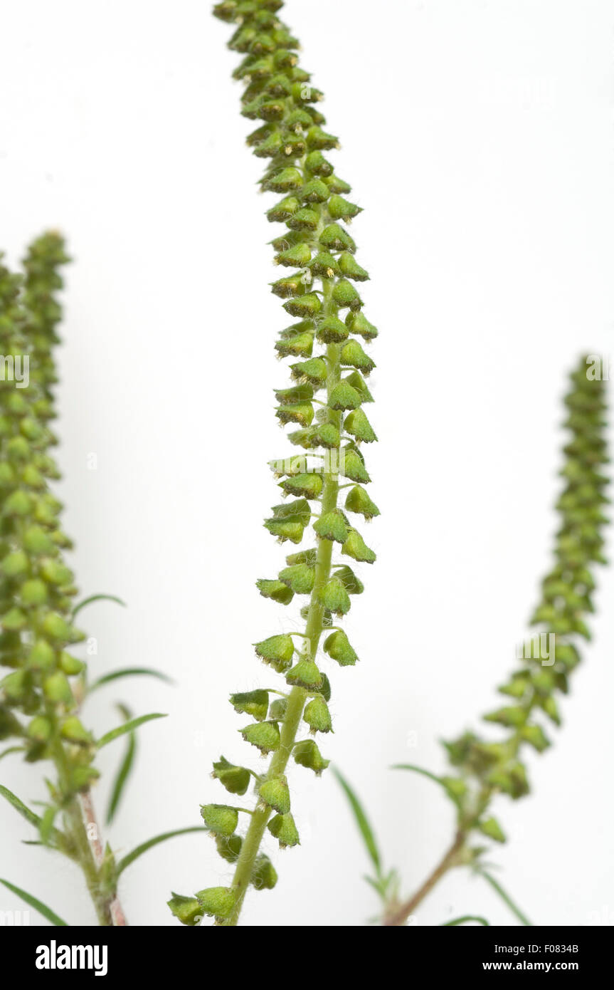 Ambrosiabluete,, Ambrosia artemisiifolia, Aufrechtes, Traubenkraut, Foto Stock