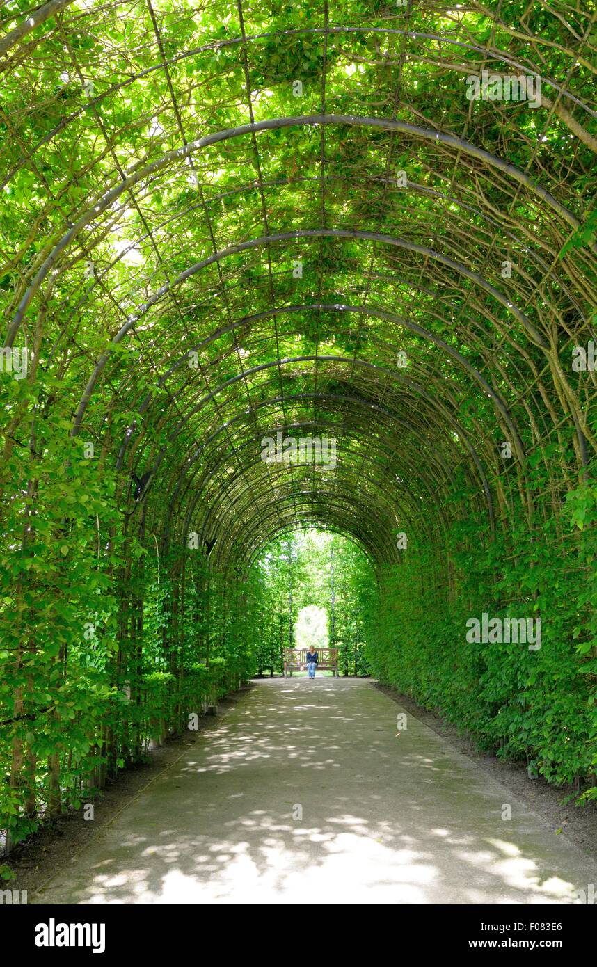 Tall archway laden con vitigni a Alnwick Castle Gardens, Northumberland, Inghilterra Foto Stock