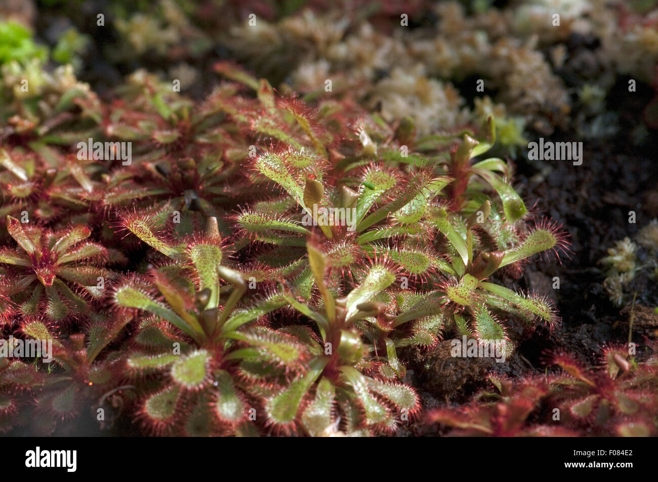 Taublatt; Drosera slackii, Foto Stock