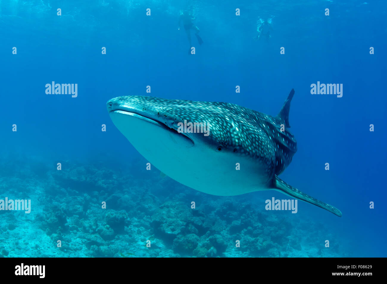 Snorkeling nuoto con Squali Balena, Rhincodon typus, Ari Atoll, Maldive Foto Stock