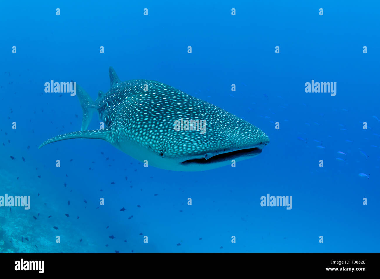 Squalo Balena, Rhincodon typus, Ari Atoll, Maldive Foto Stock