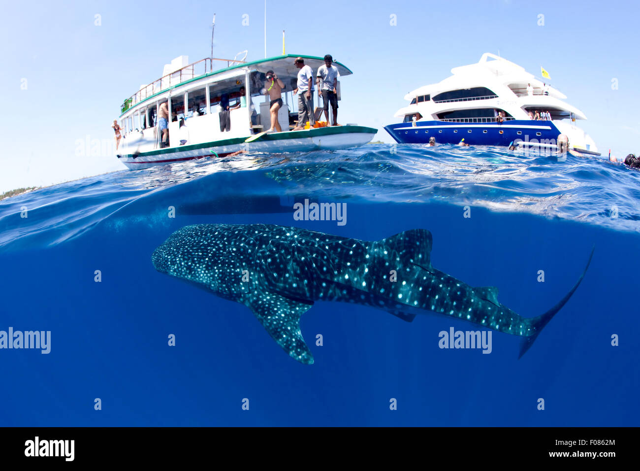 Snorkeling nuoto con Squali Balena, Rhincodon typus, Ari Atoll, Maldive Foto Stock