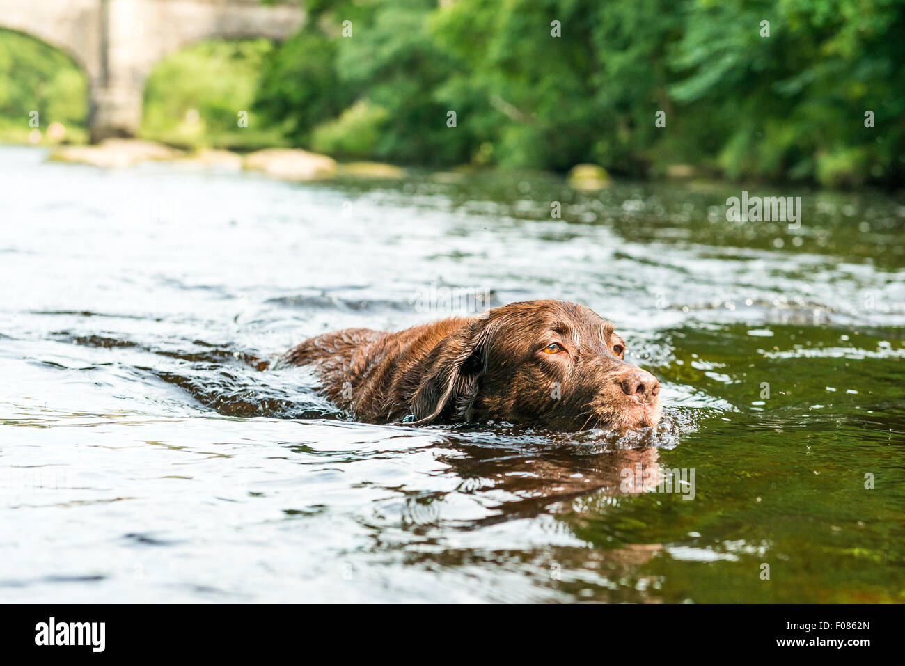 Il cioccolato Labrador nuotare nel fiume Wharfe a Bolton Abbey Estate Foto Stock