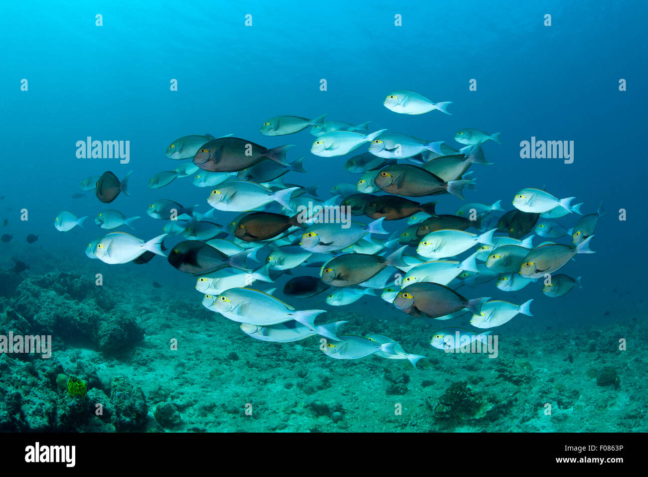 Secca di forma allungata, Surgeonfish Acanthurus mata, Ari Atoll, Maldive Foto Stock