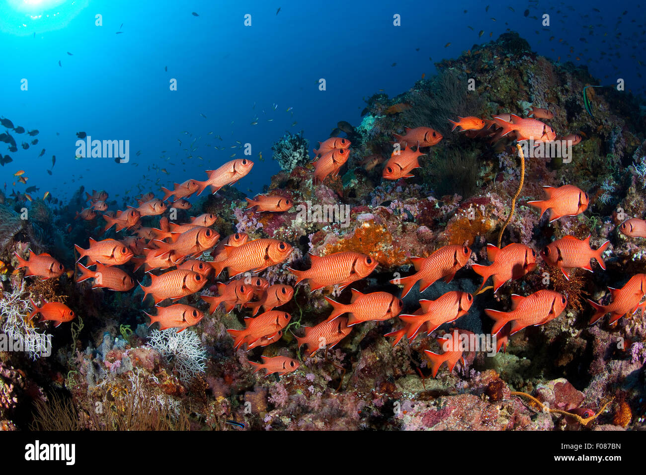 Secca di Blotcheye Soldierfish, Mypristis murdjan, Ari Atoll, Maldive Foto Stock