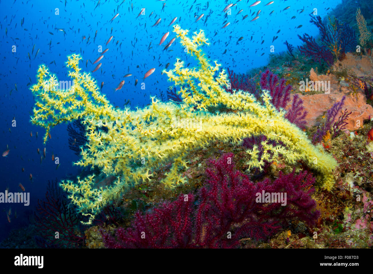 Mediterraneo corallo nero, Gerardia savaglia, Massa Lubrense, Campania, Italia Foto Stock