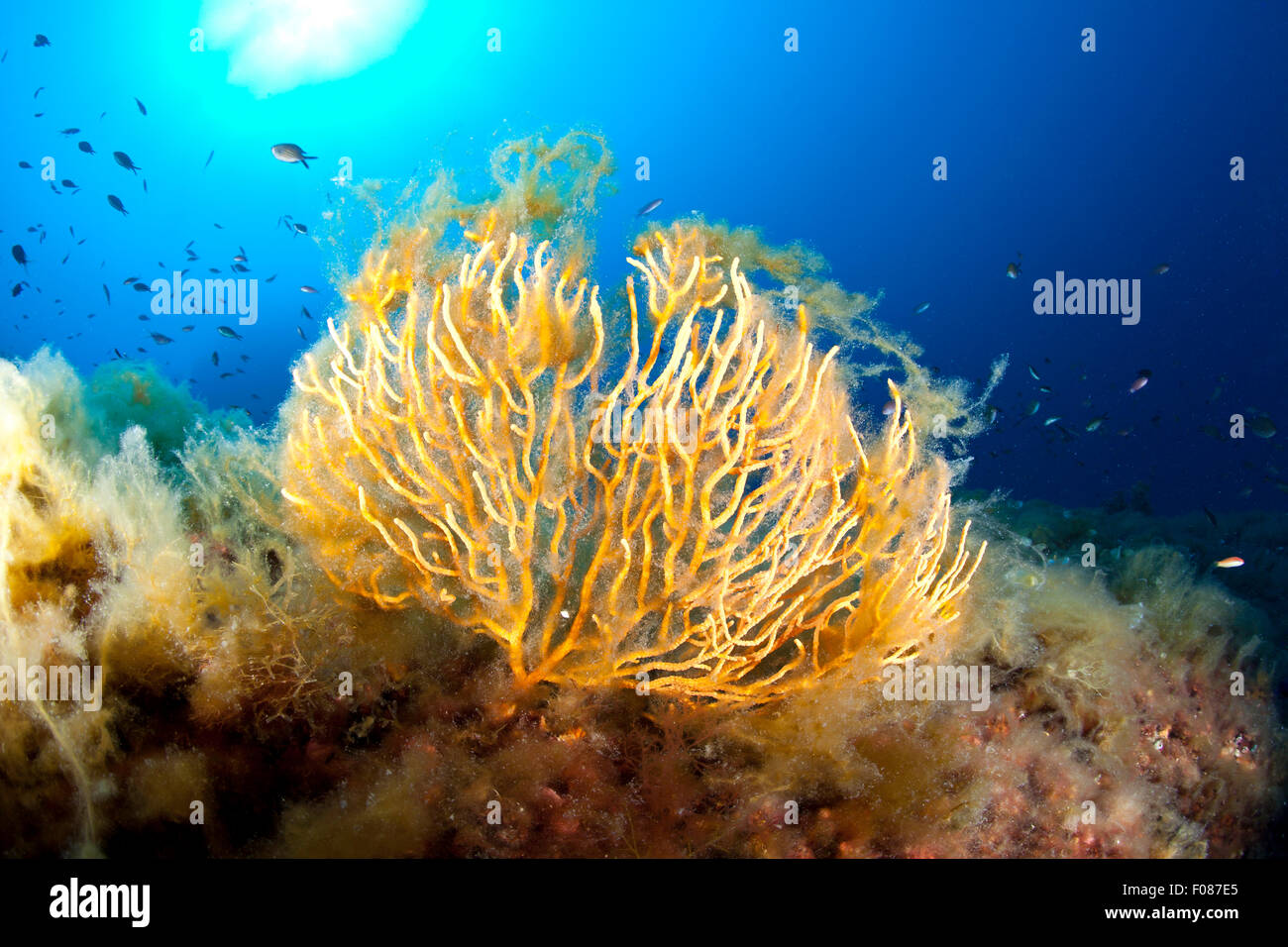 Mucillagine Marine su gorgonia gialla, Massa Lubrense, Campania, Italia Foto Stock