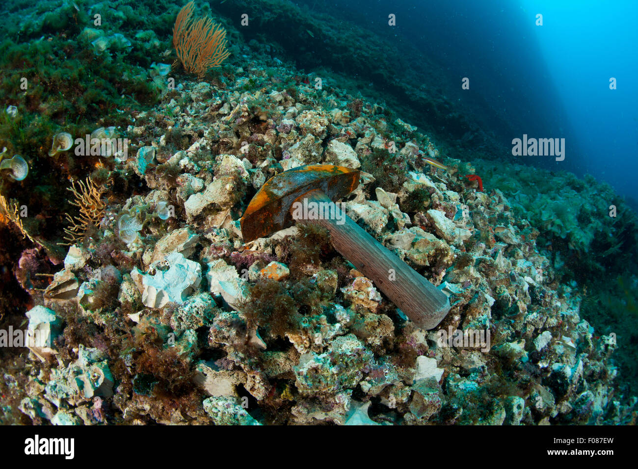 Illegalmente la raccolta di conchiglie data, Lithophaga litophaga, Massa Lubrense, Campania, Italia Foto Stock