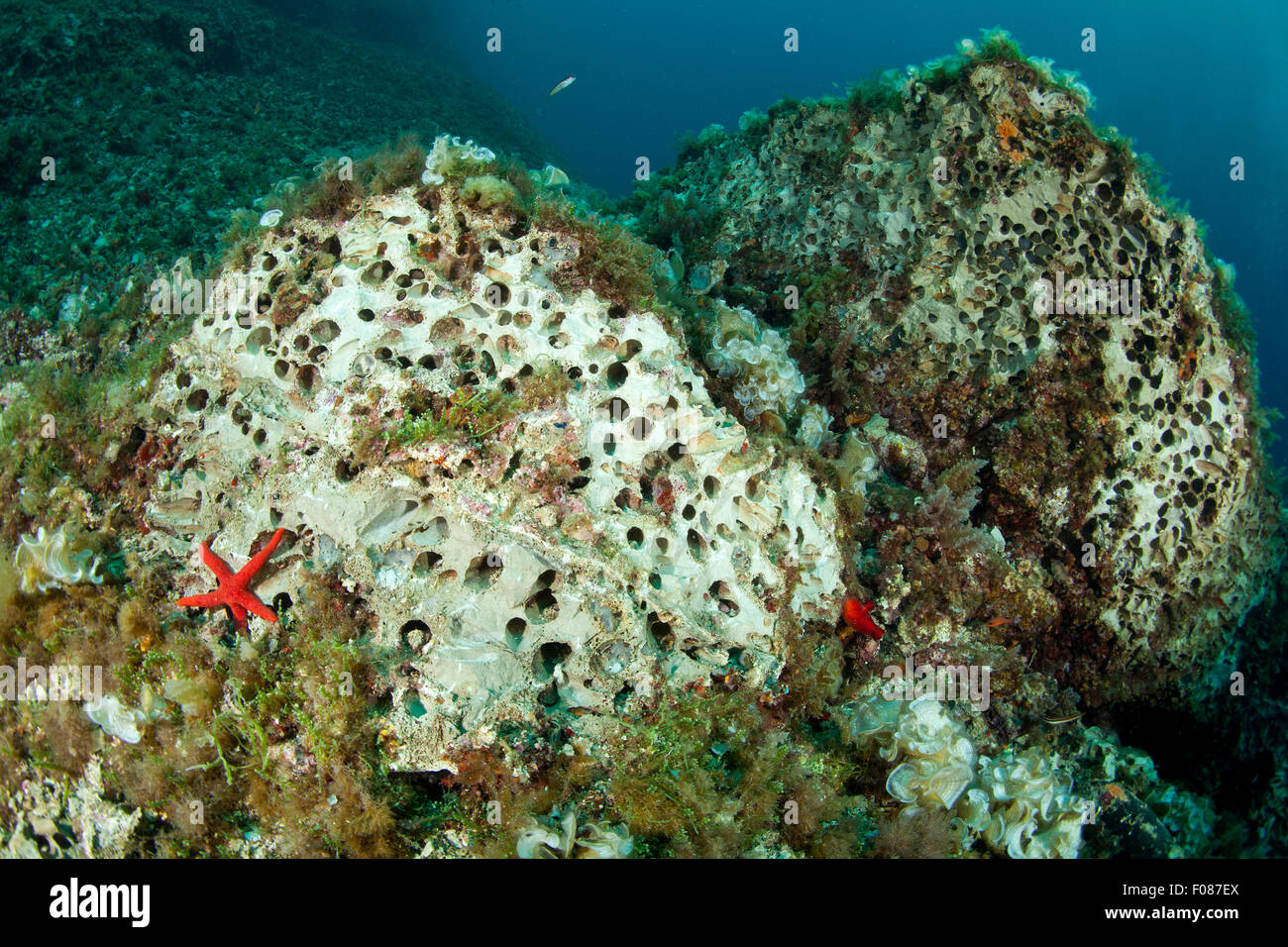 Illegalmente la raccolta di conchiglie data, Lithophaga litophaga, Massa Lubrense, Campania, Italia Foto Stock