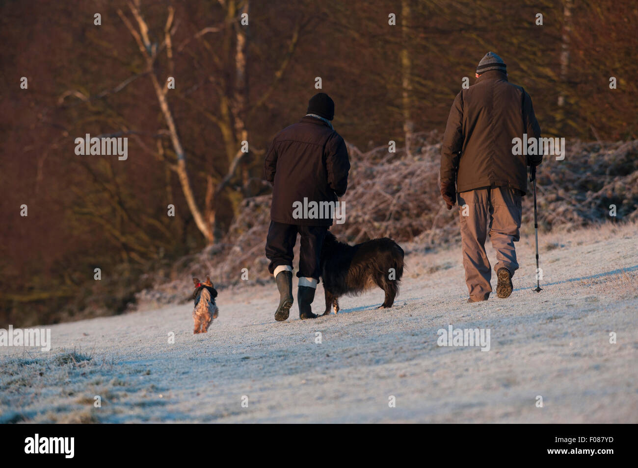 Due uomini anziani a piedi dalla fotocamera con i loro cani su un freddo gelido inverno mattina. Foto Stock