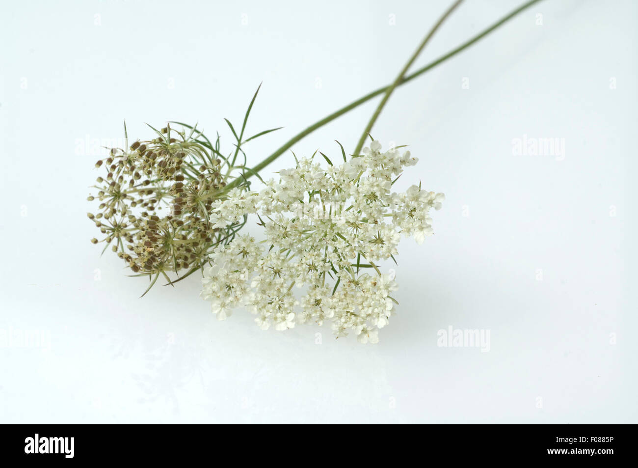 Wilde Moehre, Daucus carota, Foto Stock