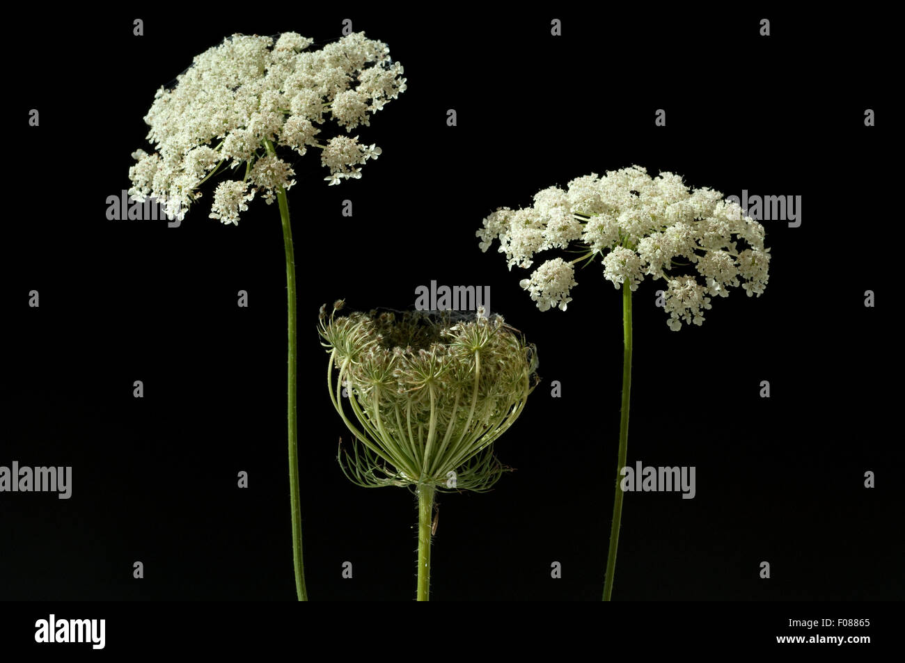 Wilde, Moehre; Bluete; Blueten; Daucus Carota;; Foto Stock