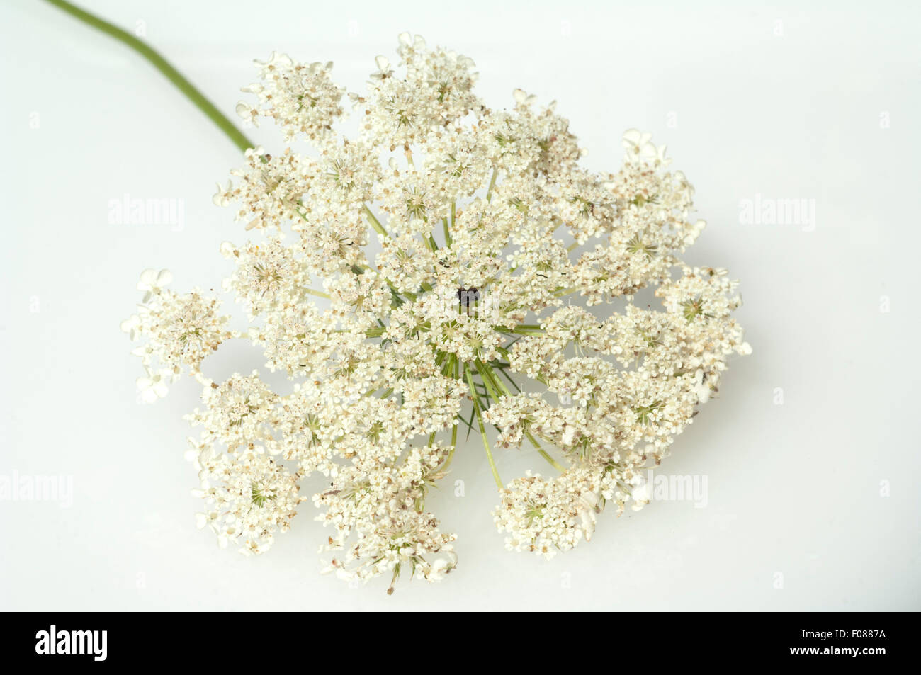 Wilde, Moehre; Bluete; Blueten; Daucus Carota;; Foto Stock