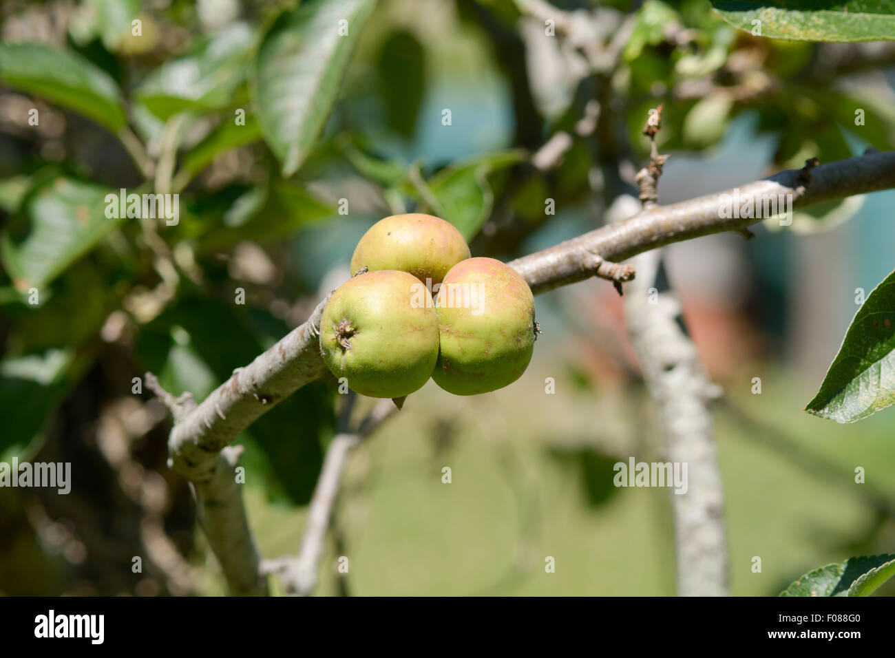 Tre piccole mele che crescono su albero nel frutteto in Francia Foto Stock