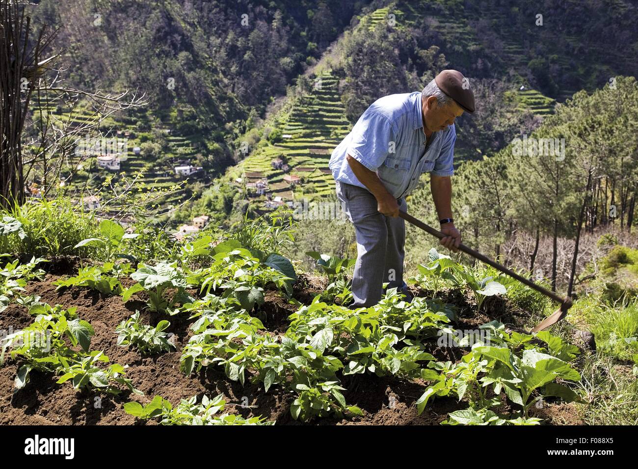 Uomo senior di scavo con spade in campo, Madeira, Portogallo Foto Stock