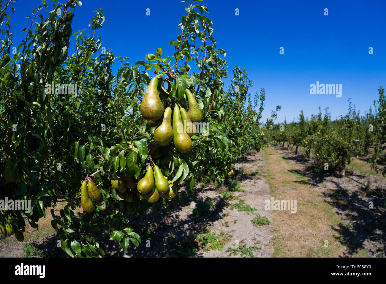 Pere maturazione su alberi in un frutteto, Kent, Regno Unito. Foto Stock