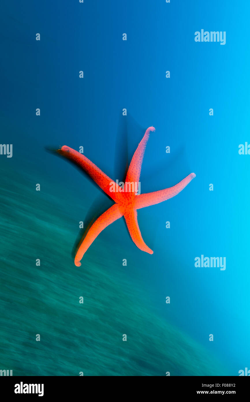 Red Sea Star, Echinaster sepositus, Massa Lubrense, Campania, Italia Foto Stock
