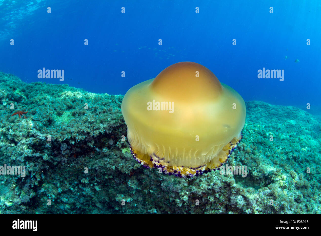 Mediterraneo meduse, Cotylorhiza tuberculata, Massa Lubrense, Campania, Italia Foto Stock
