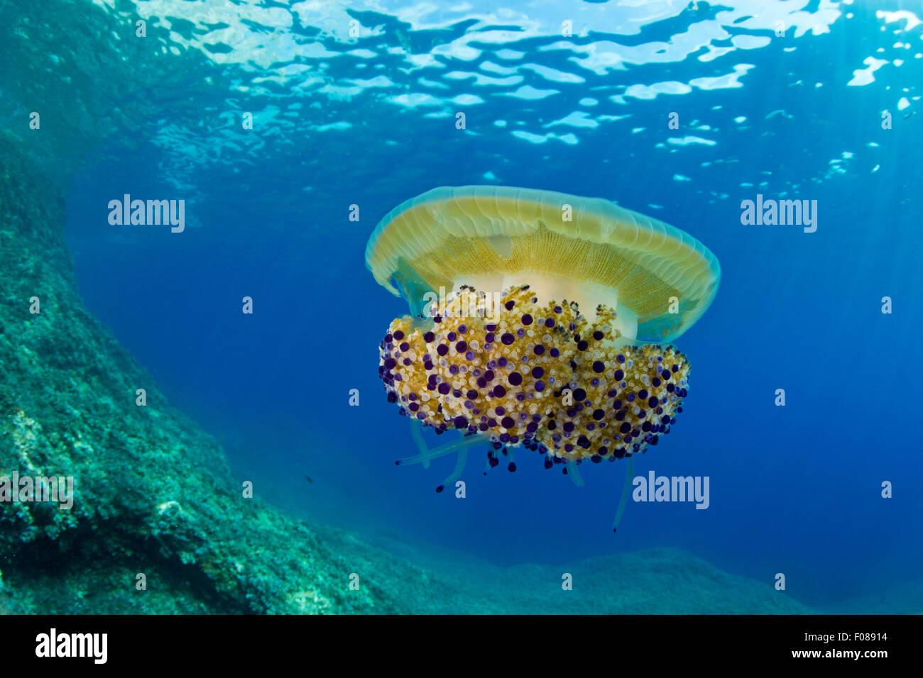 Mediterraneo meduse, Cotylorhiza tuberculata, Massa Lubrense, Campania, Italia Foto Stock
