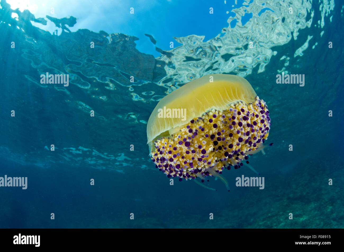 Mediterraneo meduse, Cotylorhiza tuberculata, Massa Lubrense, Campania, Italia Foto Stock