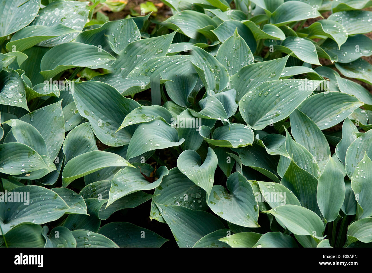 Funkie, Hosta tardiana x, Halcyon, Foto Stock